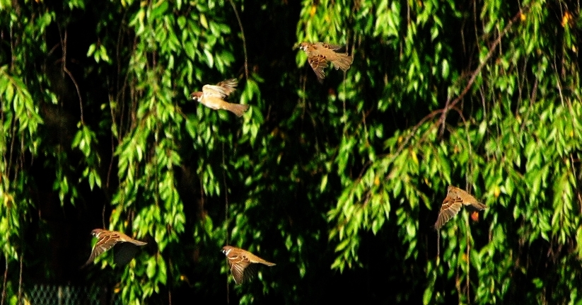 Sparrows