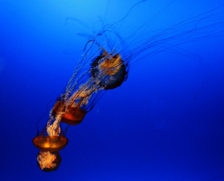 Jellyfish 2