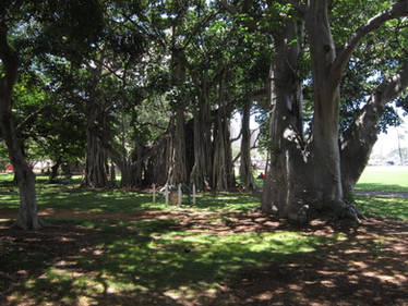 Waikiki city centre park