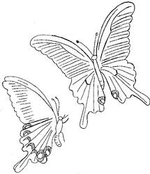 papillons