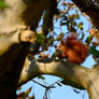 Squirrel in the Garden