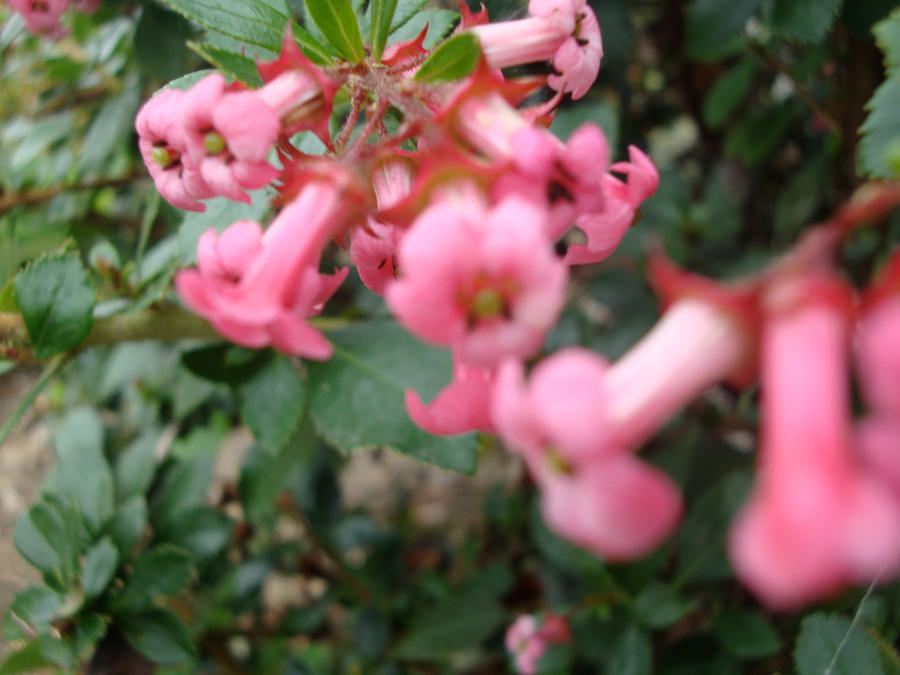 Pink expression by BlackStarPUNCH on DeviantArt