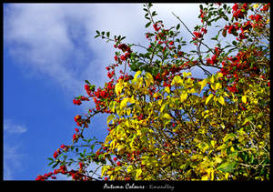 Autumn Colours