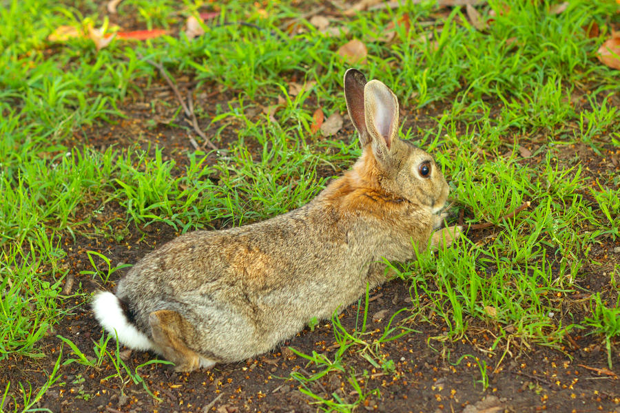 Lazy rabbit, cutest vermin by 18o16o on DeviantArt