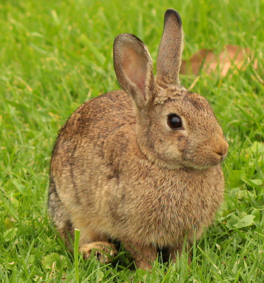 Cynicle Rabbit Rabbit - Oryctolagus cuniculus by 18o16o on DeviantArt