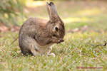 rabbit washing her face by 18o16o