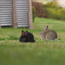 hungry and stuffed bunnies