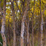 Rabbit Creek Aspens