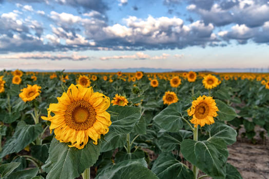 Early Morning Sunflowers