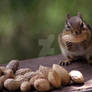 Chipmunk with Almond