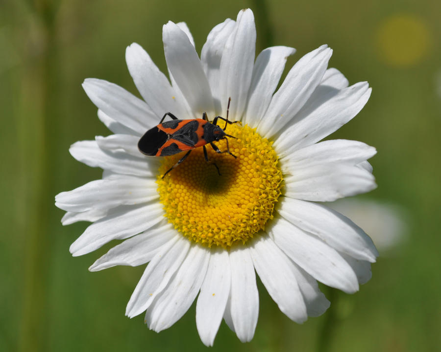 Bug Spring 1 1Bug by runyouknow1 on DeviantArt