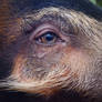 Red River Hog Eye