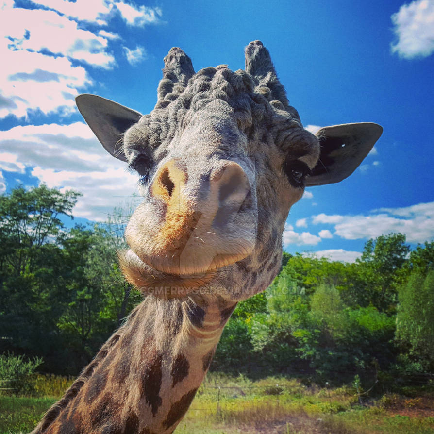 Giraffe named Coconut