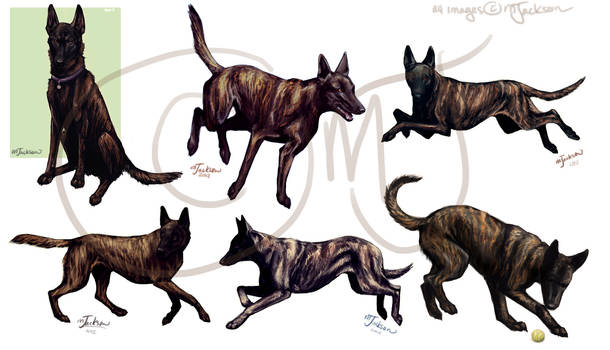 Dutch Shepherd Studies #2