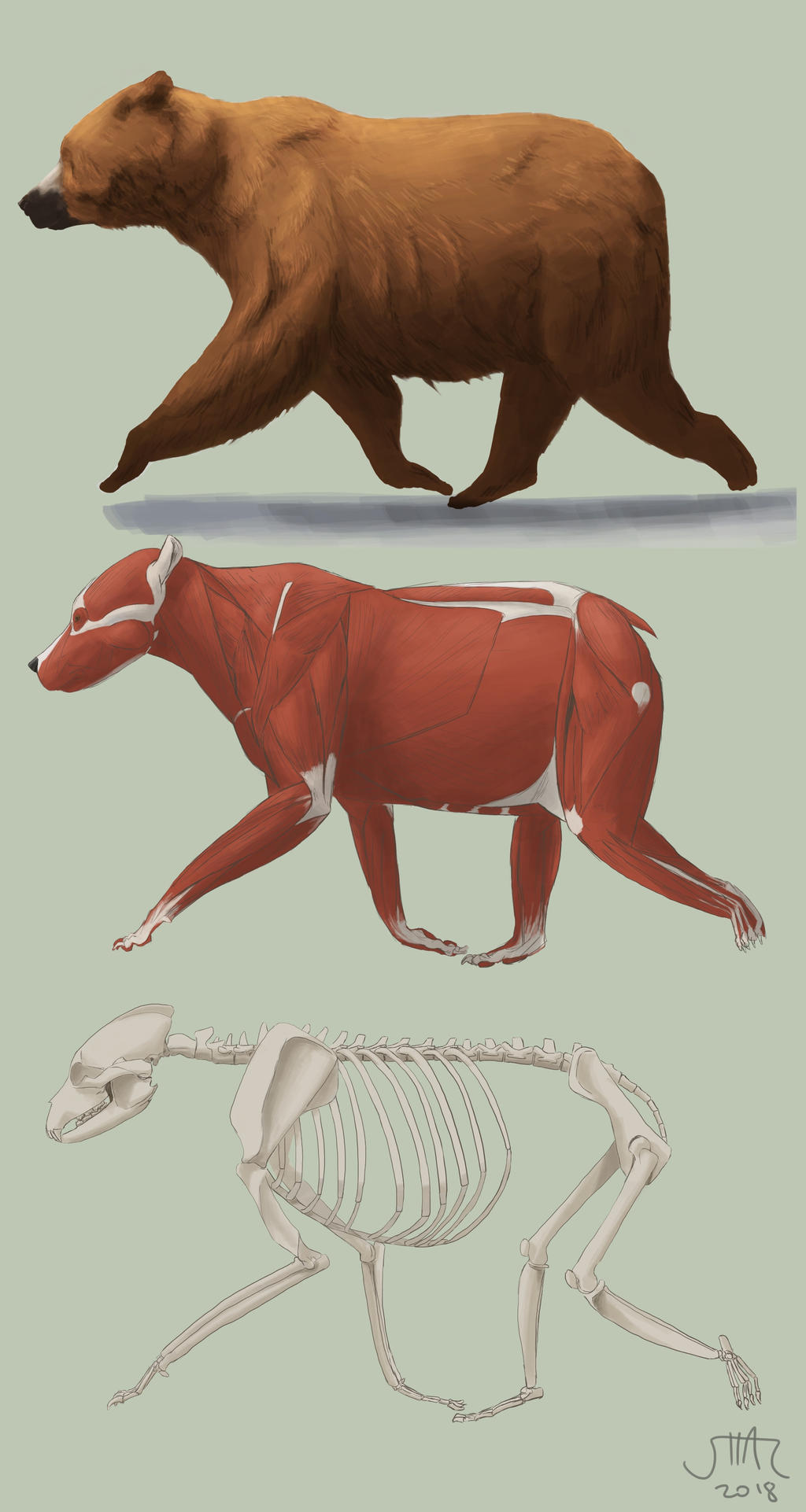 Bear Backbone Bear anatomy study by viivihal on DeviantArt