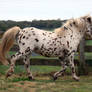 English Spotted Pony Stock