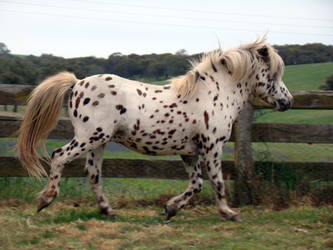 English Spotted Pony Stock