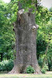 Tree close-up