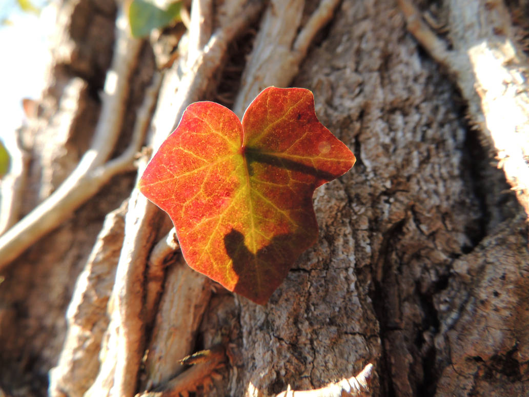 autum ivy by exit-humanity on DeviantArt
