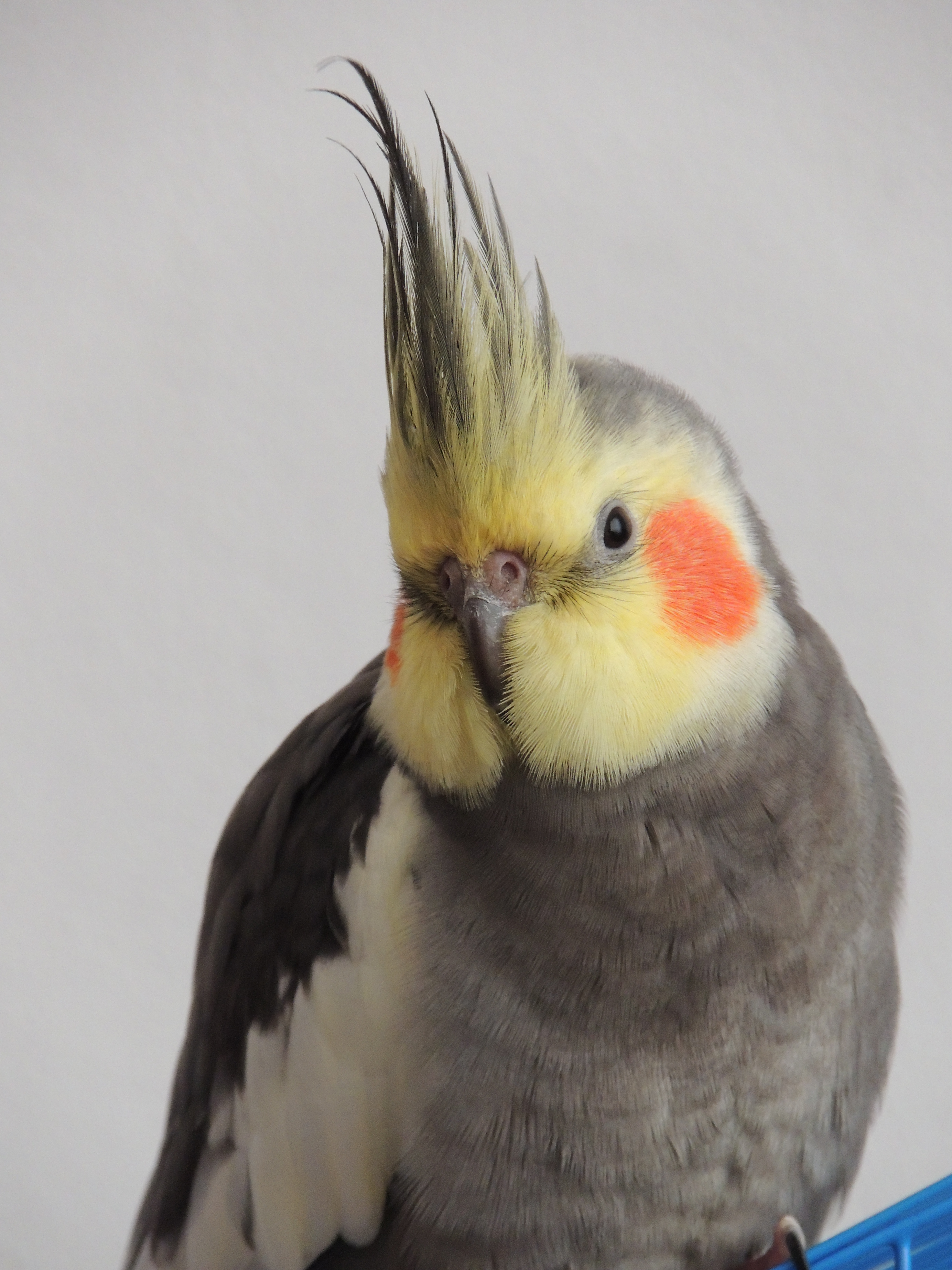 shy cockatiel