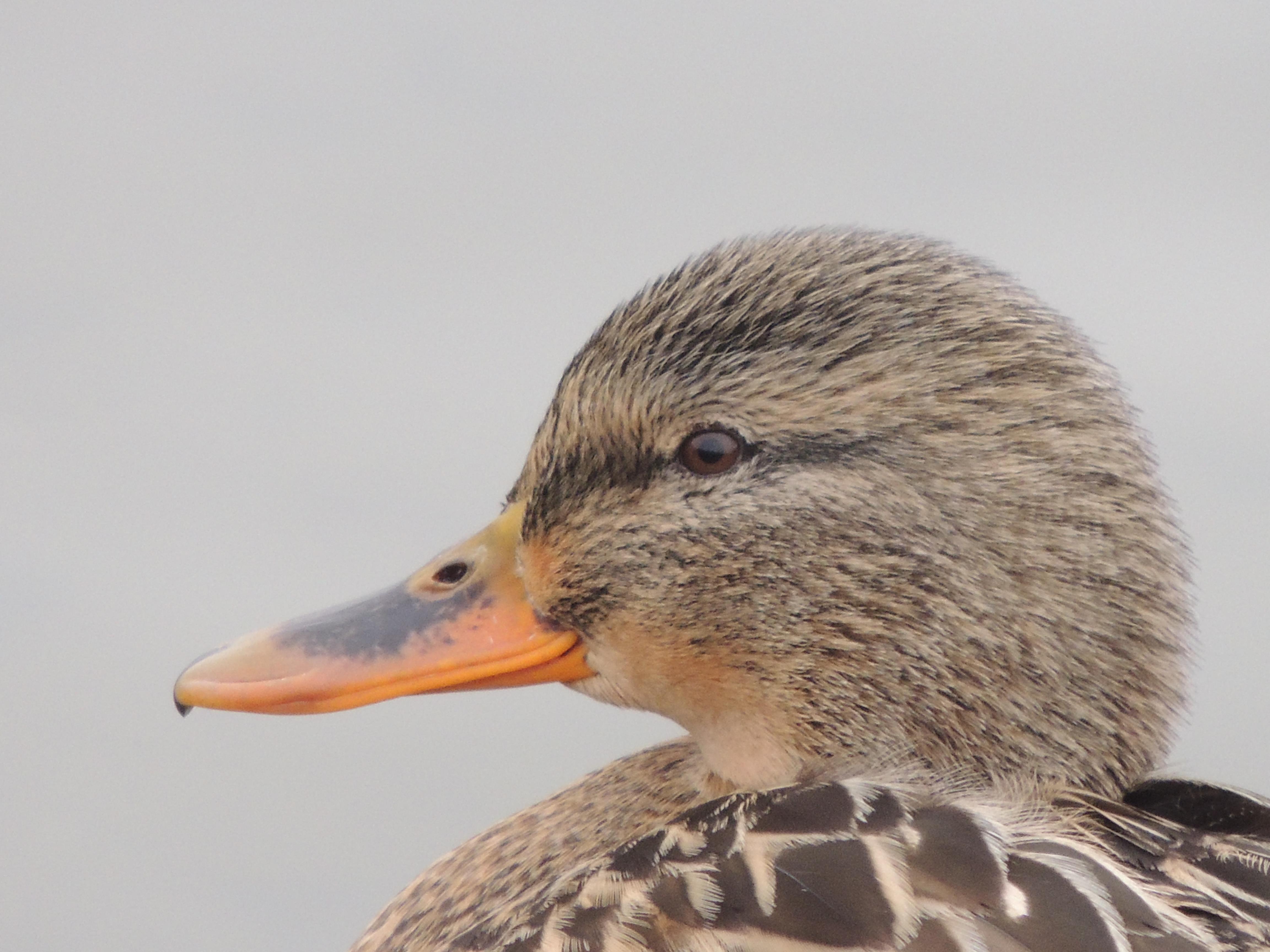 close up duck face