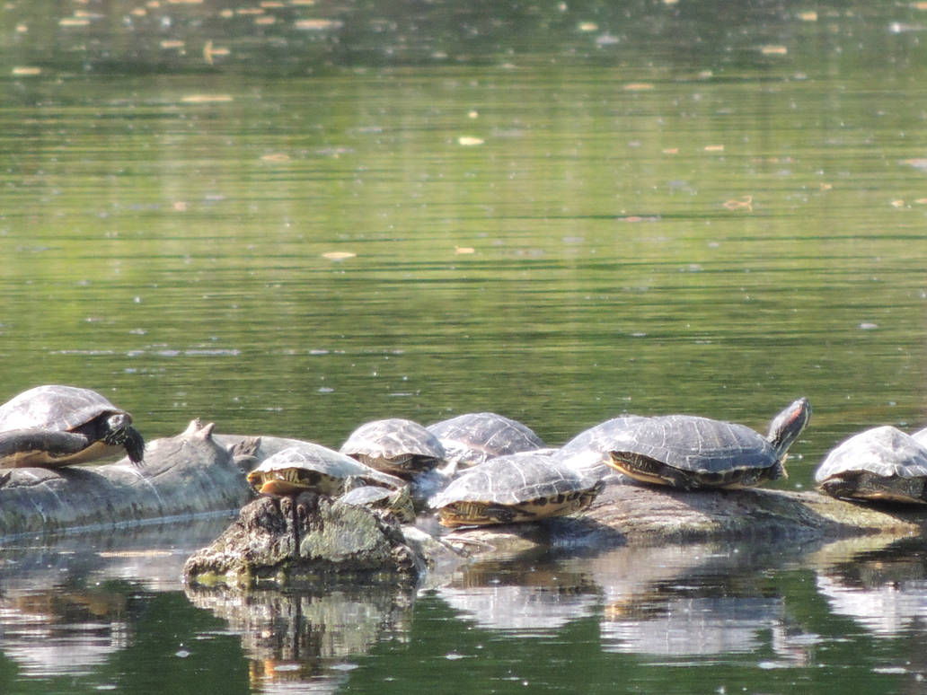 turtles friendship by exit-humanity on DeviantArt