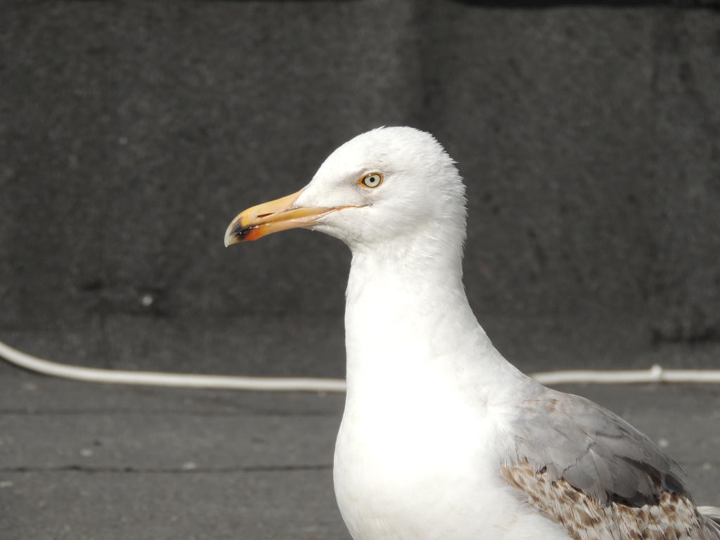 proud seagull