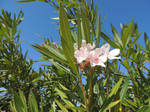 Bulgarian Flower