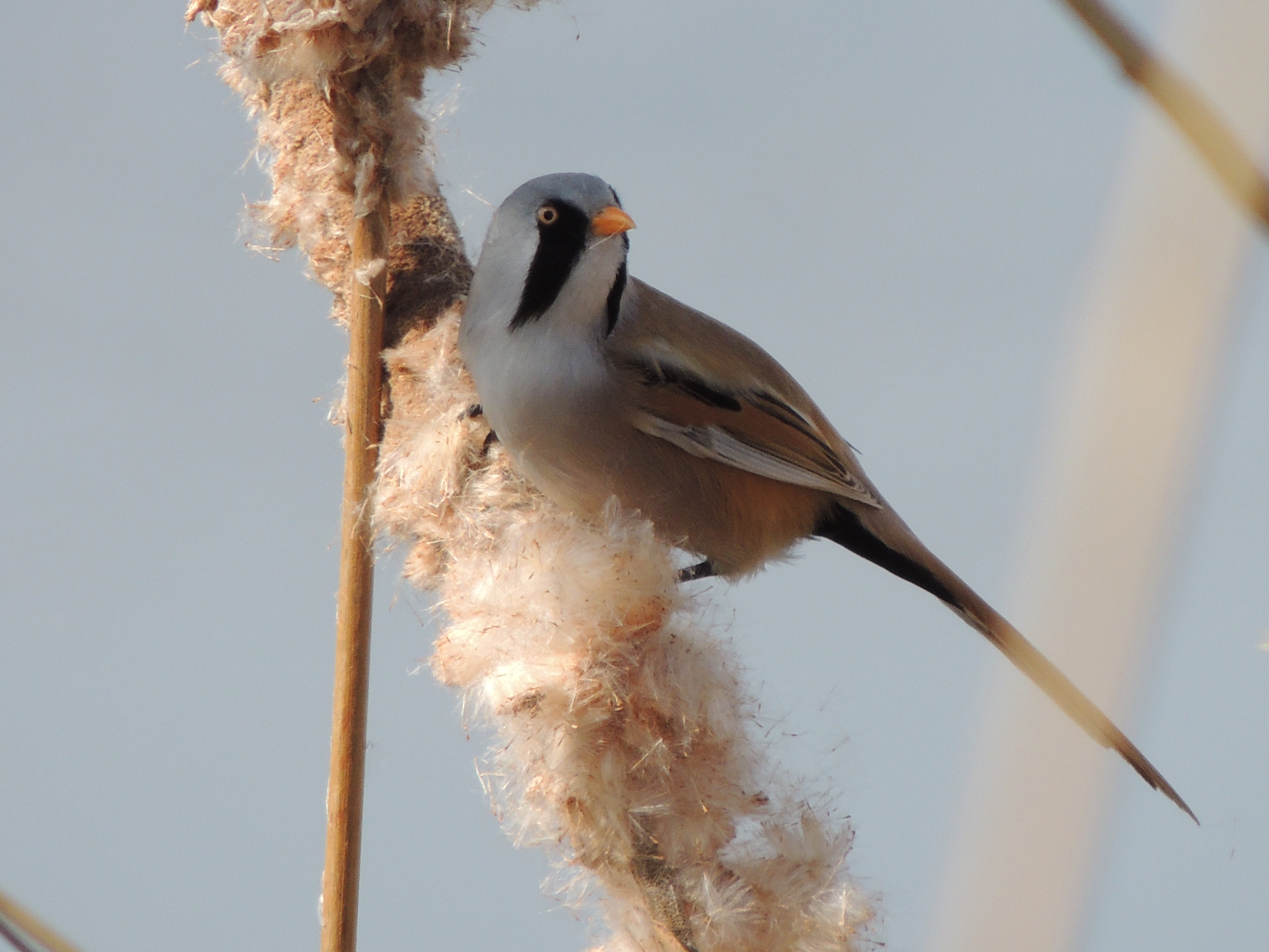 bush tit