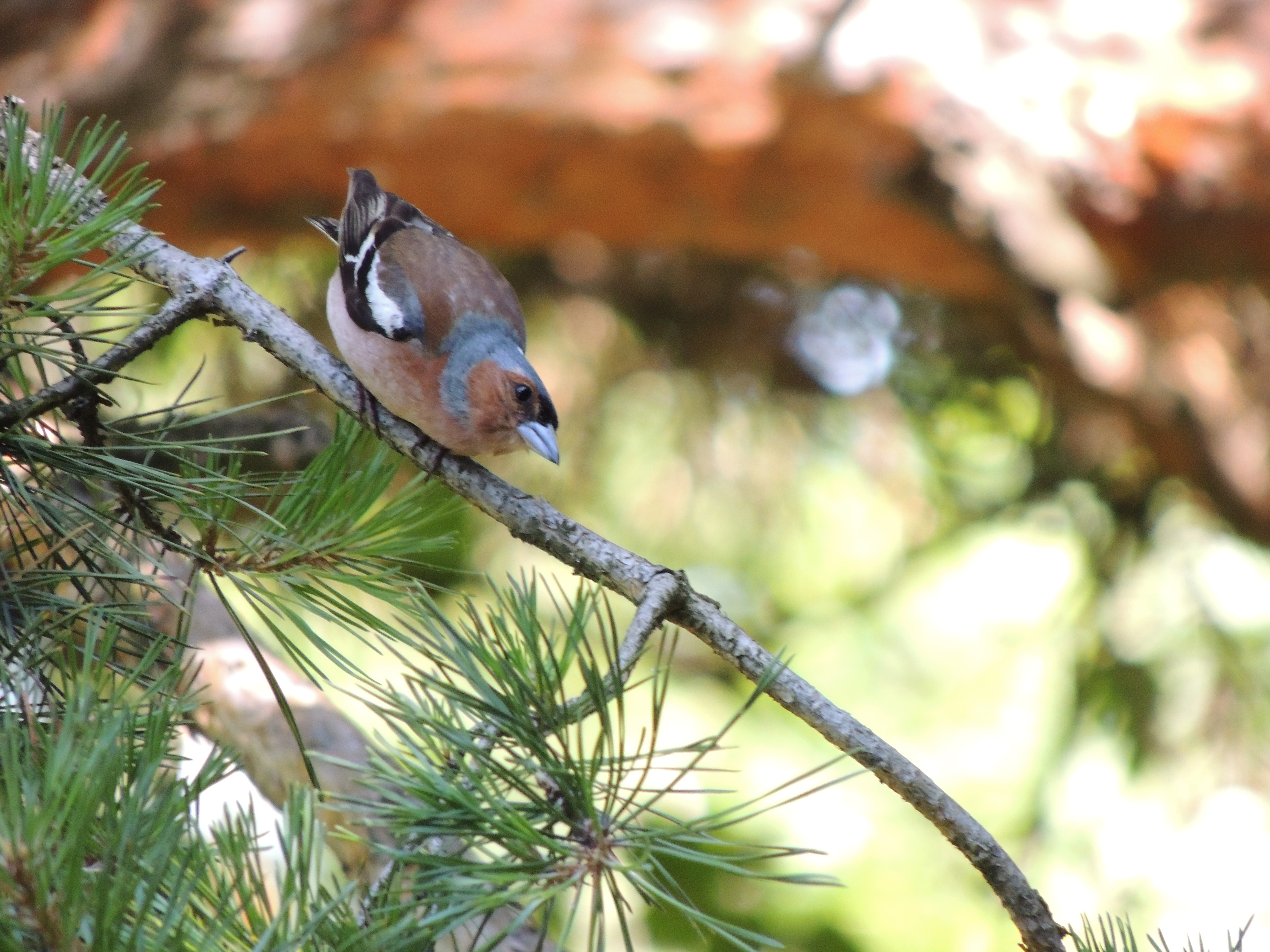 bird watching