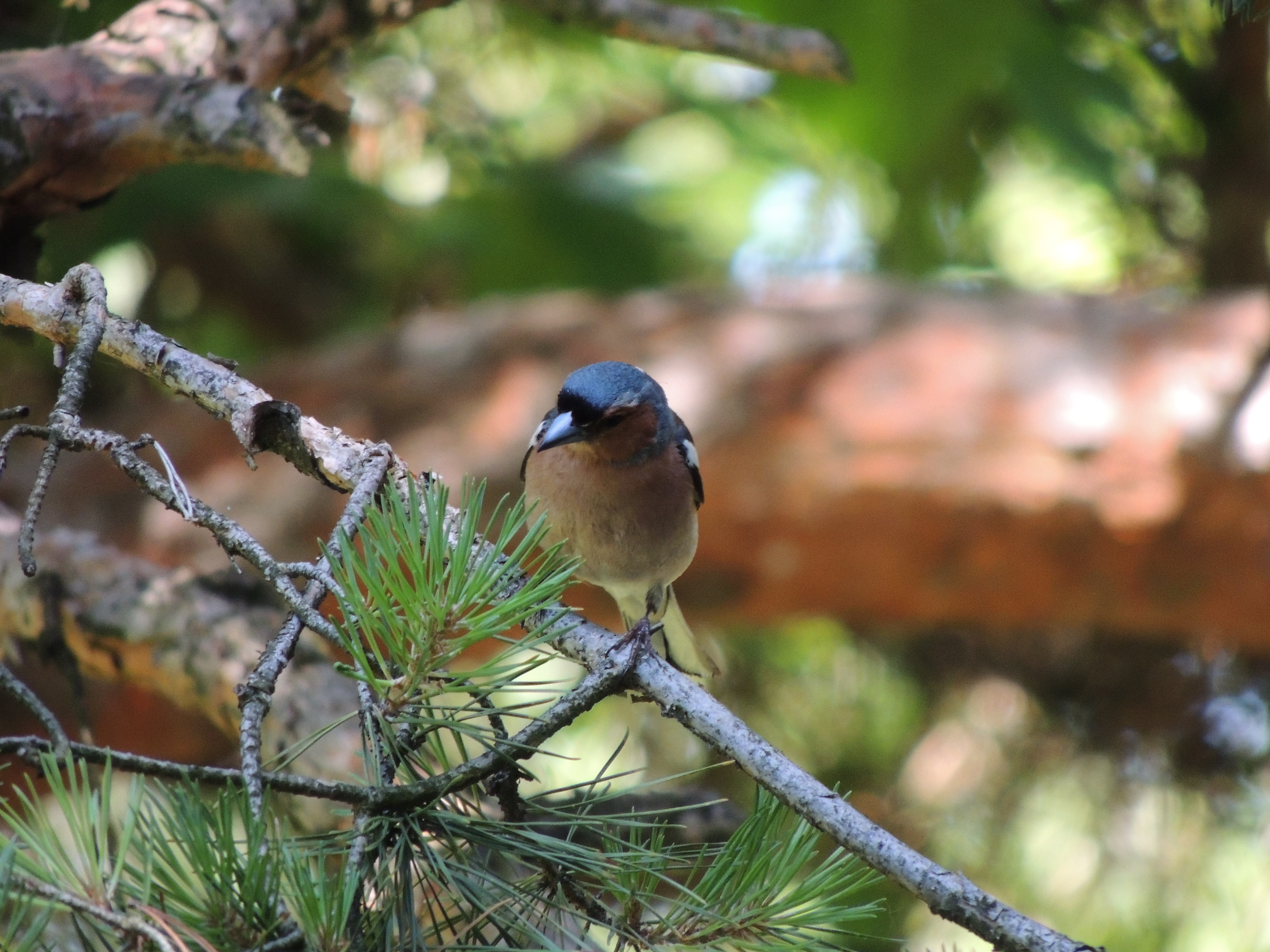 curious birdie