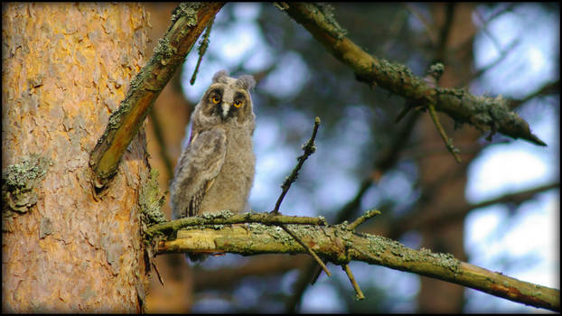 Baby Owl