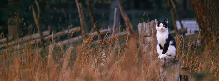 Cat on fencepost