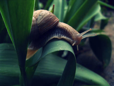 snail