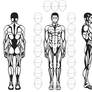 Male anatomy study