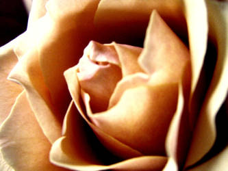 Vintage Rose 2