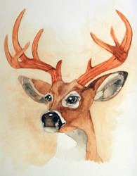 White Tailed Deer Portrait