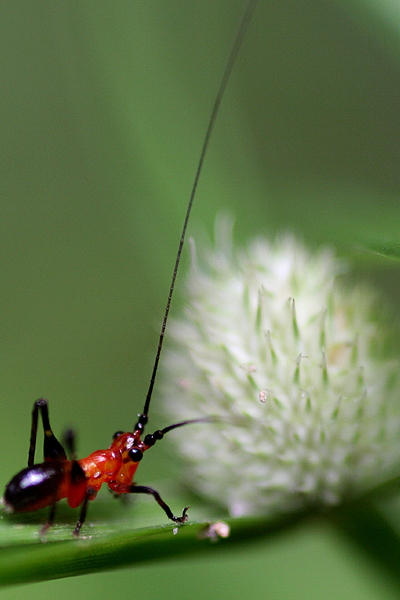 Insect Photo 2