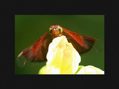 Dragonfly Photo 15