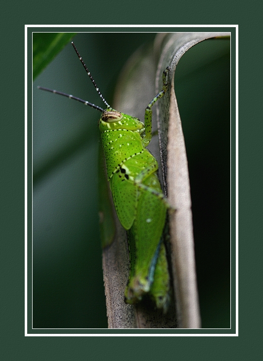 Grasshopper Photo 6 - Set 2