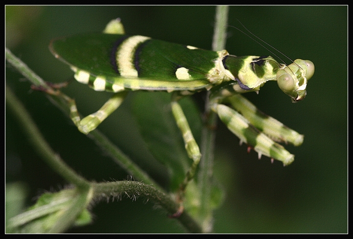 Insect Photo 34 - Set 2