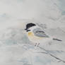 Chickadee in Winter