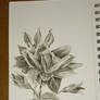 Charcoal Rose Sketch