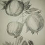 Apples in the Orchard