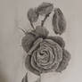 Graphite Rose Study 5-13