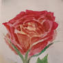First Rose of 2025