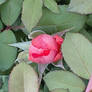 Knockout Rose
