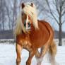 Haflinger