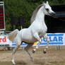 Arabian 6