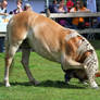 Haflinger 3
